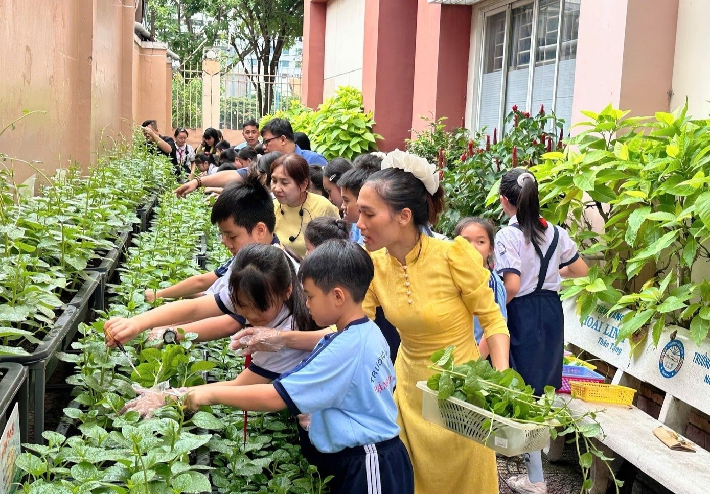 'Hoa mat' cac khoan thu hoc lien ket o TP.HCM hinh anh