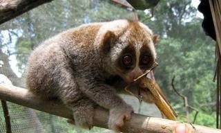 Con vat hoang da nguy co tuyet chung bat ngo ‘lac’ vao truong hoc hinh anh