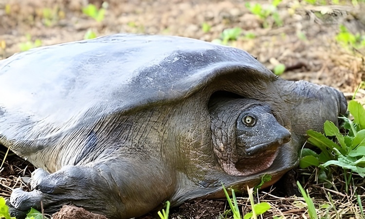 Nhung loai dong vat chi con vai ca the, quy hiem nhat hanh tinh hinh anh