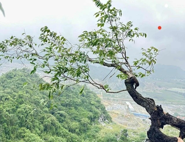 Vi sao cay muoi hong bi cam khai thac? hinh anh