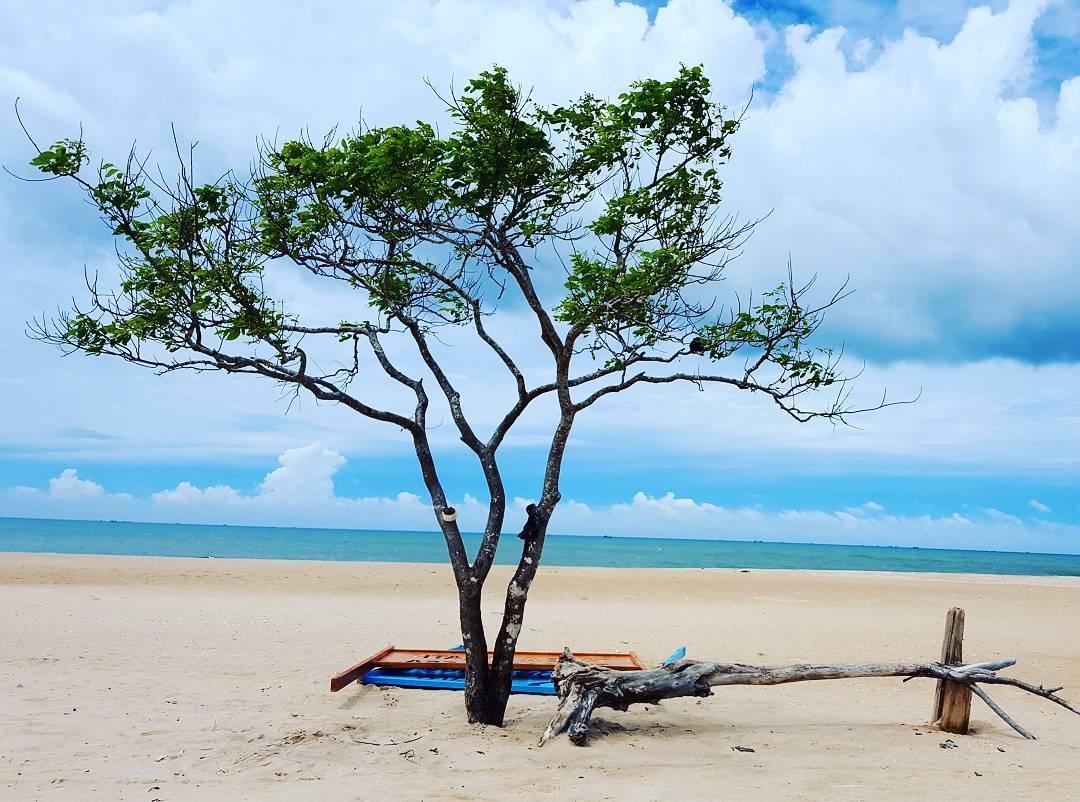 10 cay co don o VN anh 11