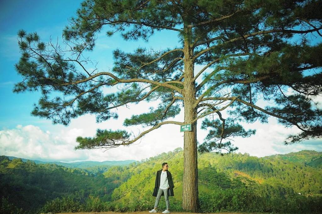 10 cay co don o VN anh 2