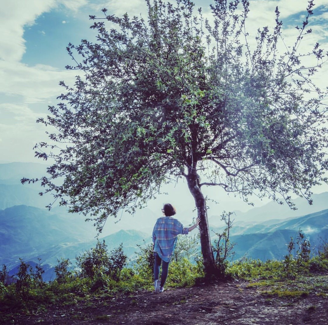 10 cay co don o VN anh 6