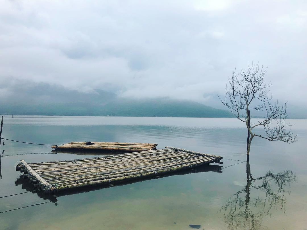 10 cay co don o VN anh 13