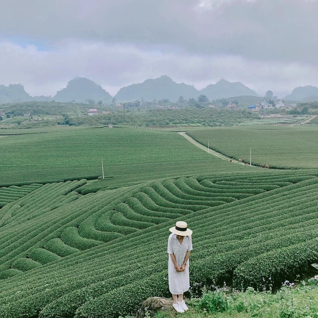7 đồi chè nổi tiếng tại Việt Nam ảnh 1 7 doi che noi tieng tai Viet Nam anh 1