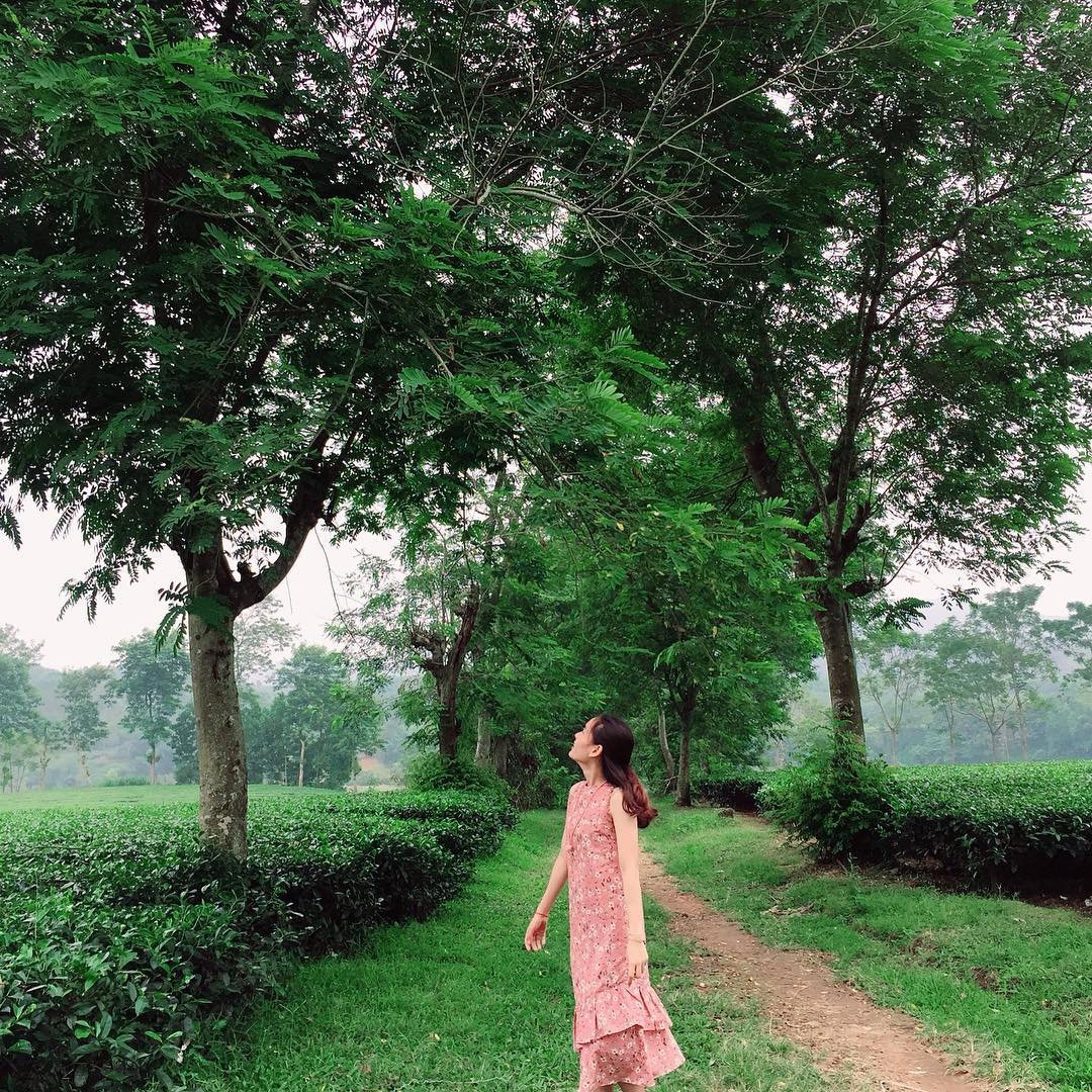 7 đồi chè nổi tiếng tại Việt Nam ảnh 14 7 doi che noi tieng tai Viet Nam anh 14