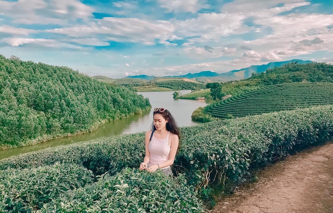 7 đồi chè nổi tiếng tại Việt Nam ảnh 11 7 doi che noi tieng tai Viet Nam anh 11