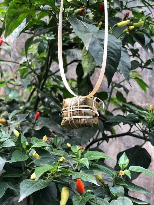 Bánh chưng, bánh tét tí hon dịp Tết ảnh 3 Banh chung, banh tet ti hon dip Tet anh 3