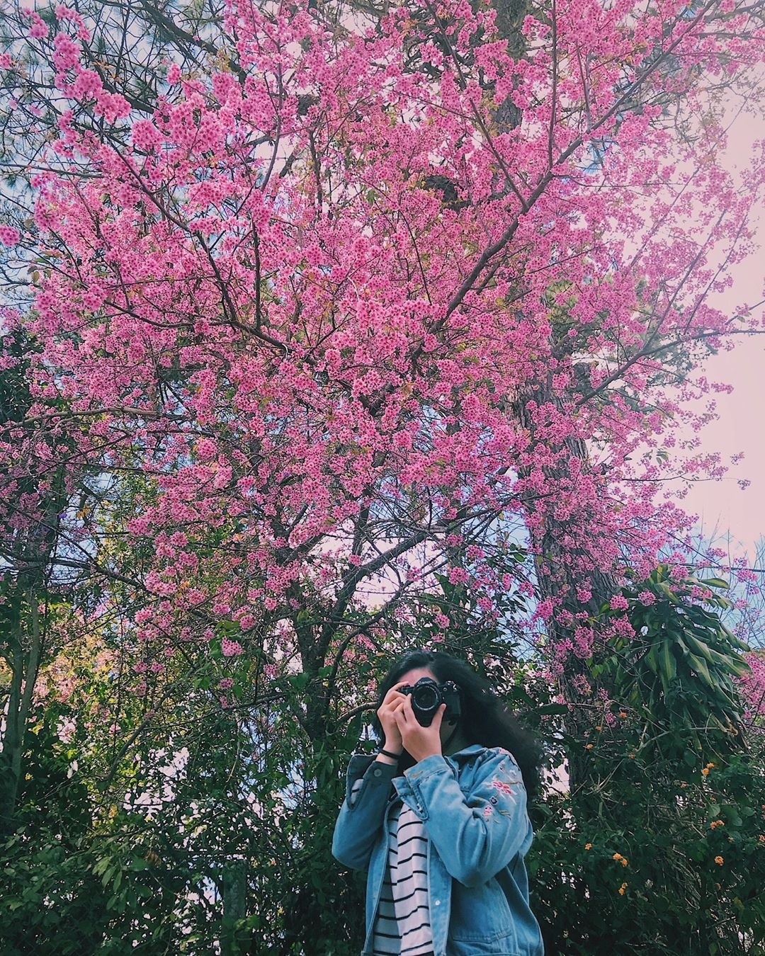 Mai anh dao Da Lat thu hut gioi tre check-in anh 9