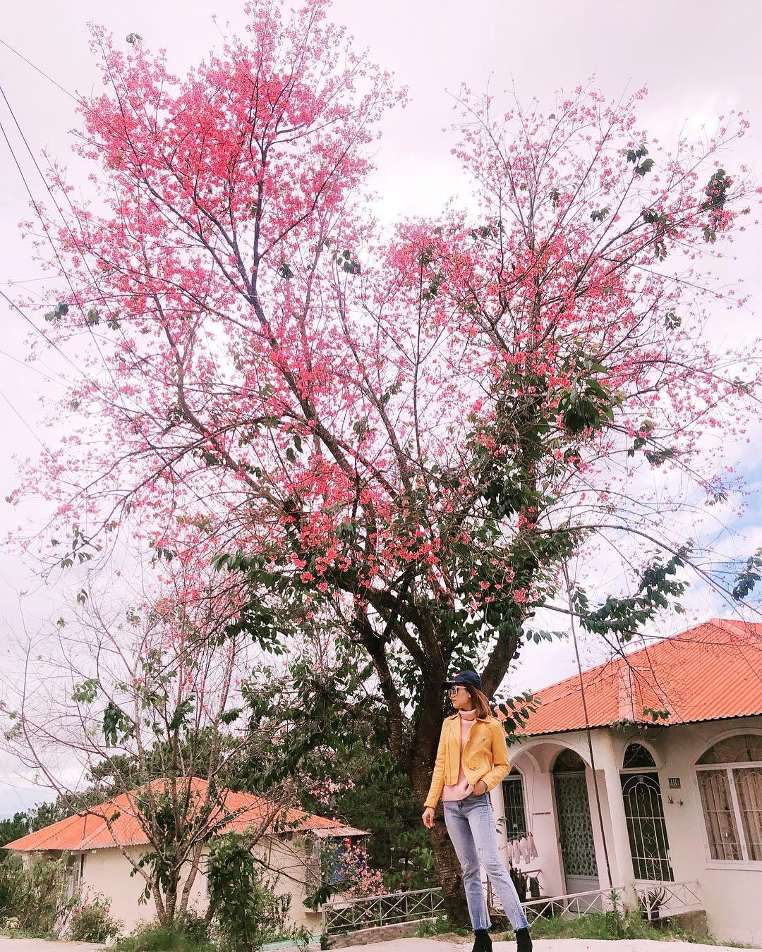 Mai anh dao Da Lat thu hut gioi tre check-in anh 10