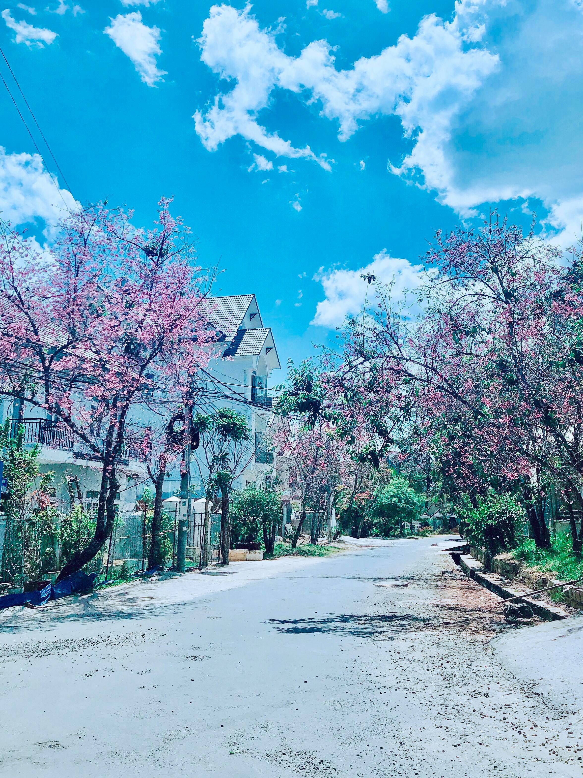 Mai anh dao Da Lat thu hut gioi tre check-in anh 2