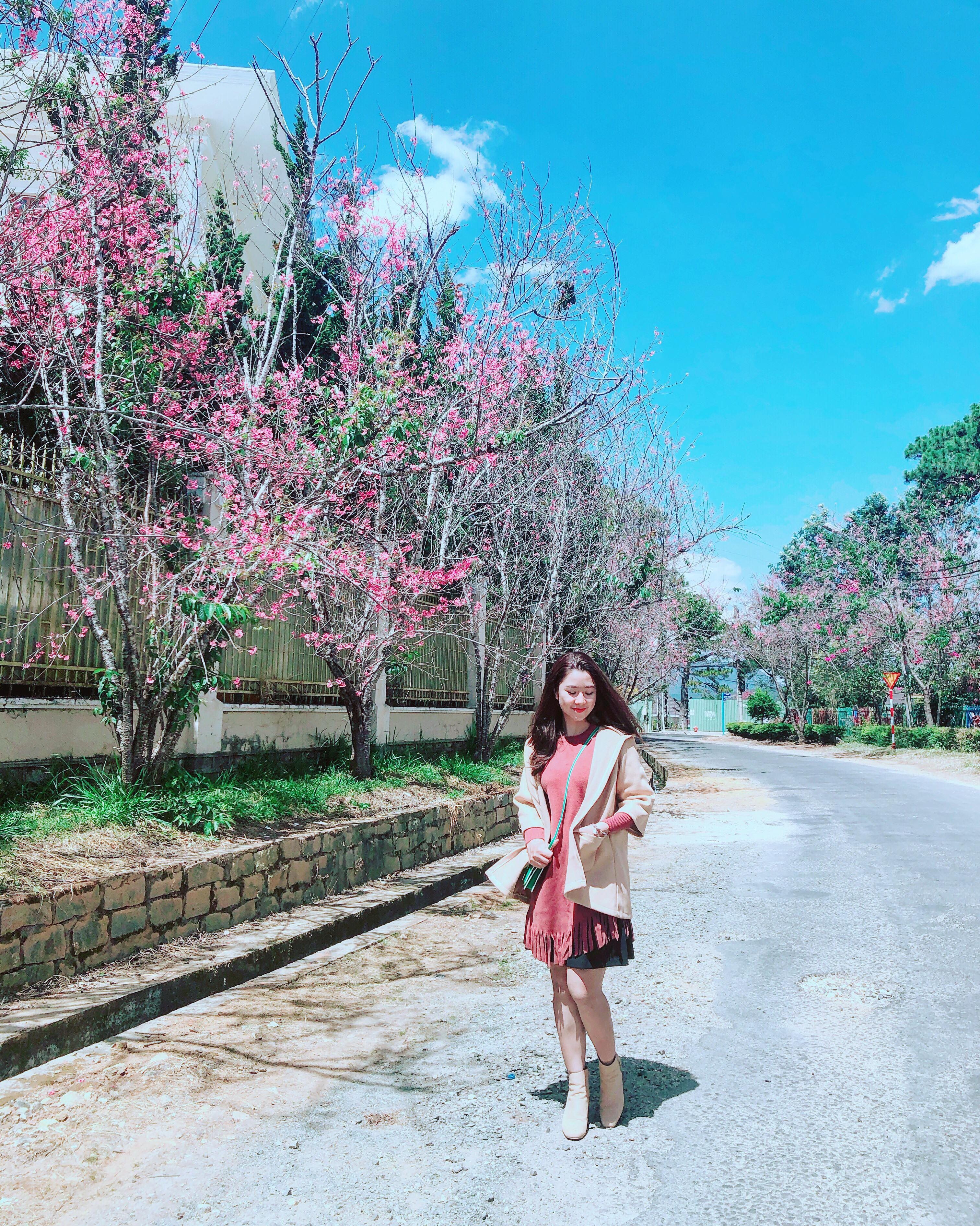 Mai anh dao Da Lat thu hut gioi tre check-in anh 3