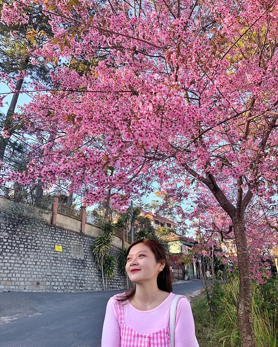 Mai anh dao Da Lat thu hut gioi tre check-in anh 5