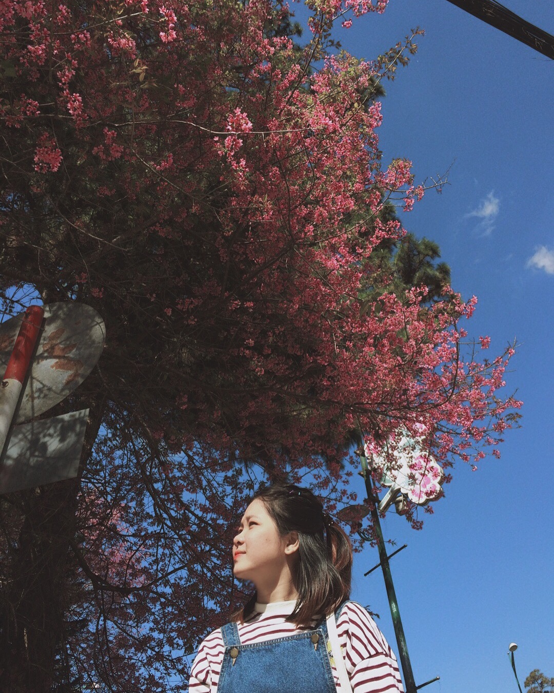 Mai anh dao Da Lat thu hut gioi tre check-in anh 4