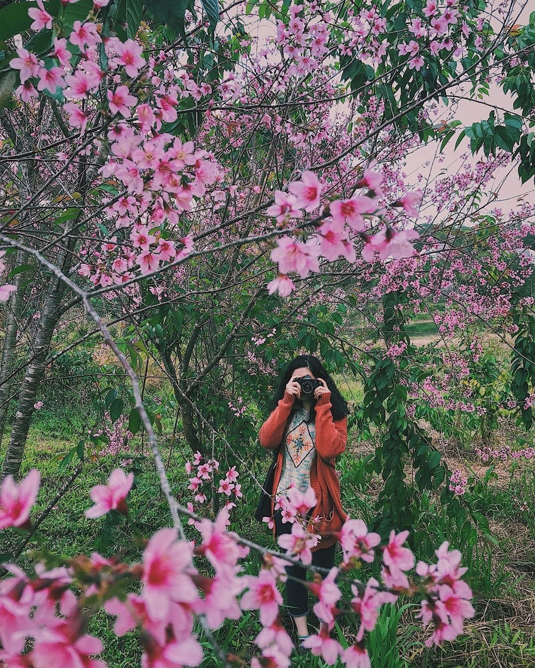 Mai anh dao Da Lat thu hut gioi tre check-in anh 8