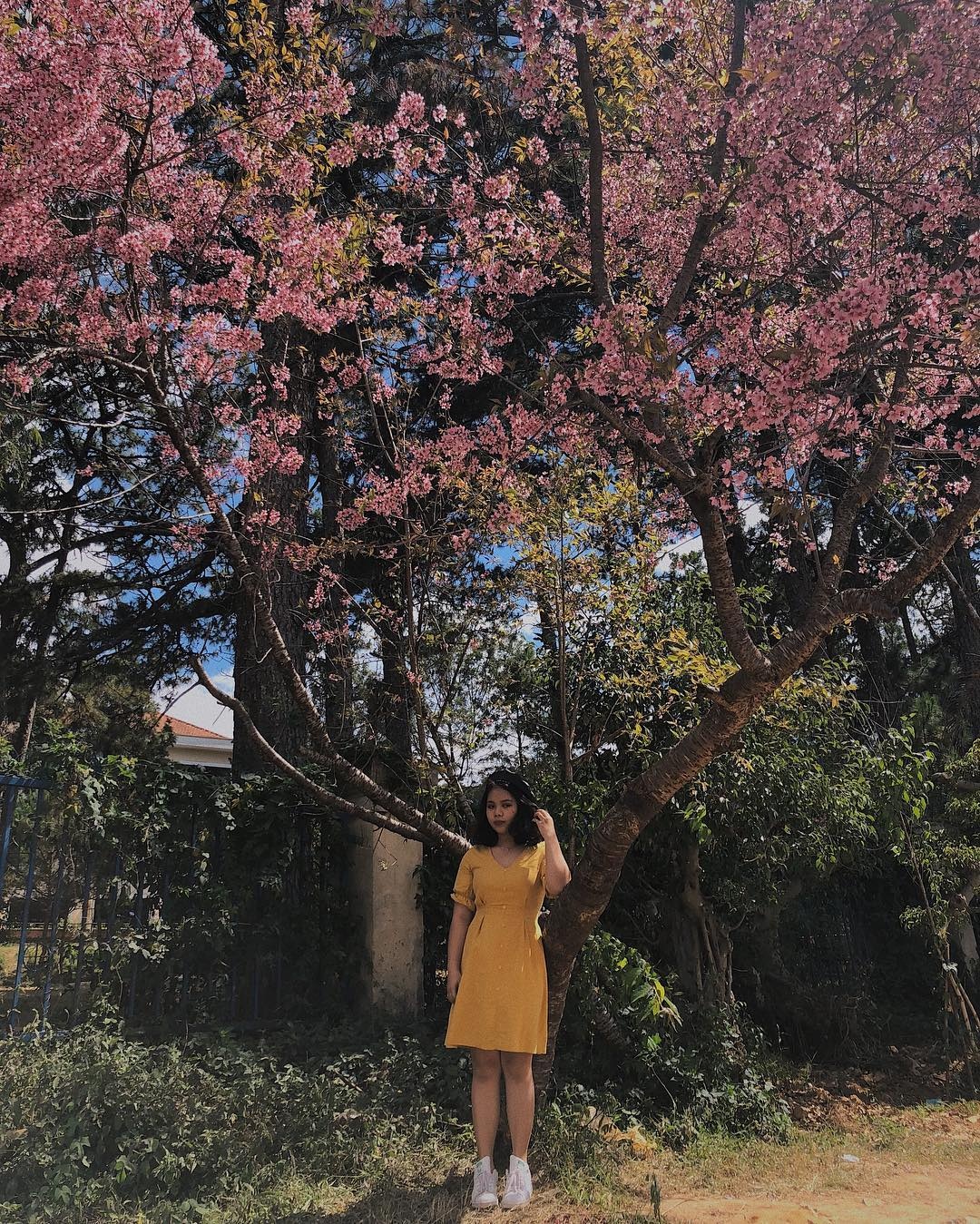 Mai anh dao Da Lat thu hut gioi tre check-in anh 11