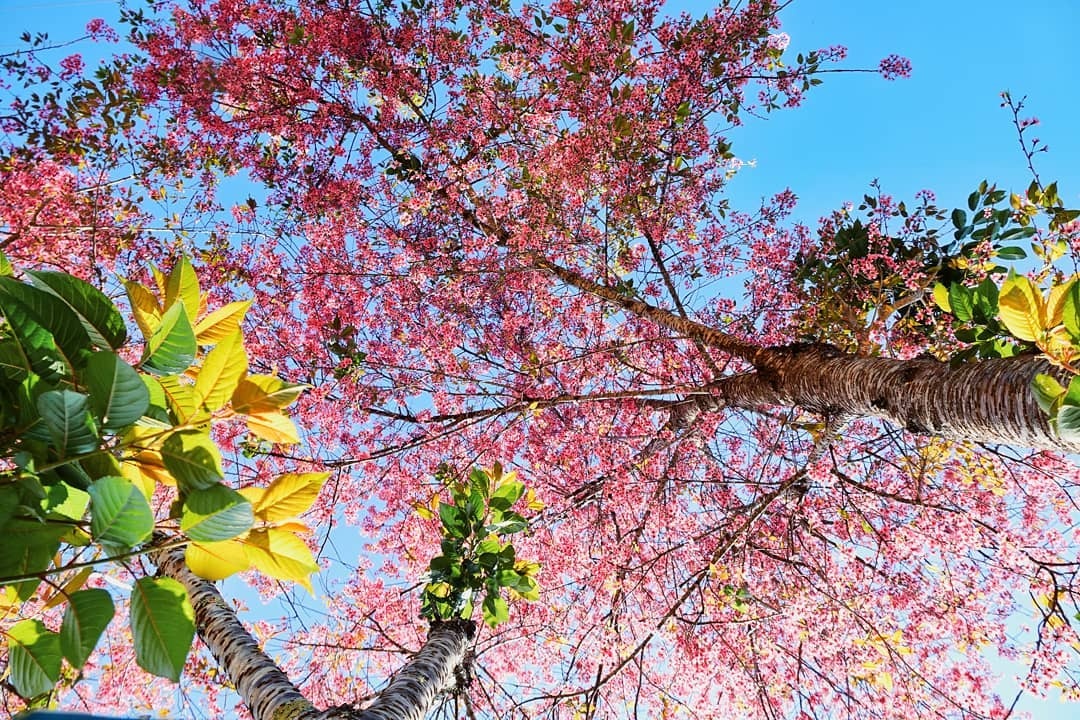Mai anh dao Da Lat thu hut gioi tre check-in anh 1