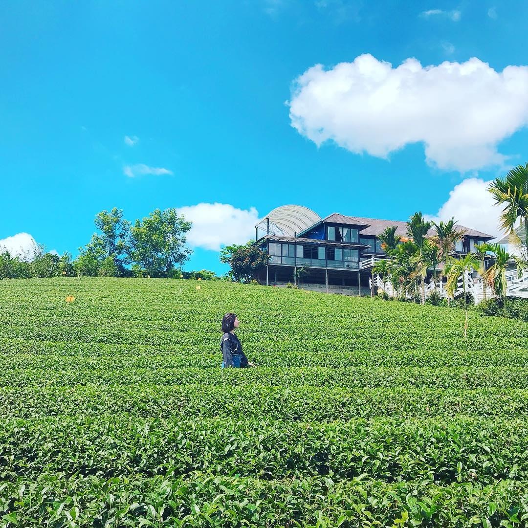 Lâm Đồng xuất hiện 'ốc đảo chè' xanh rì tuyệt đẹp  ảnh 5 Lam Dong xuat hien 'oc dao che' xanh ri tuyet dep anh 5