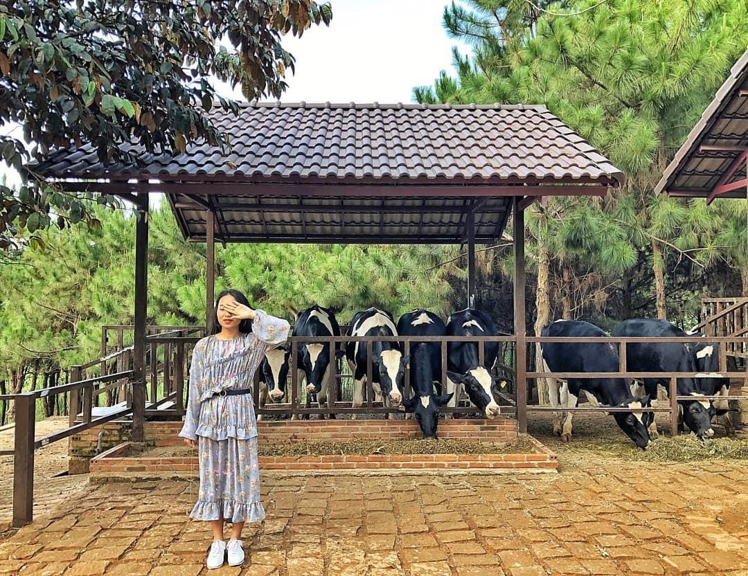 Trang trai bo sua o Da  thu hut gioi tre check-in anh 3