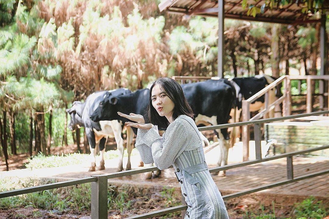 Trang trai bo sua o Da  thu hut gioi tre check-in anh 4