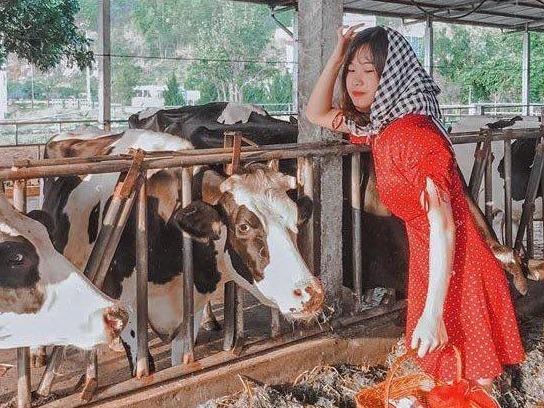 Trai bo sua nhieu goc check-in tuyet dep o Moc Chau thu hut gioi tre hinh anh