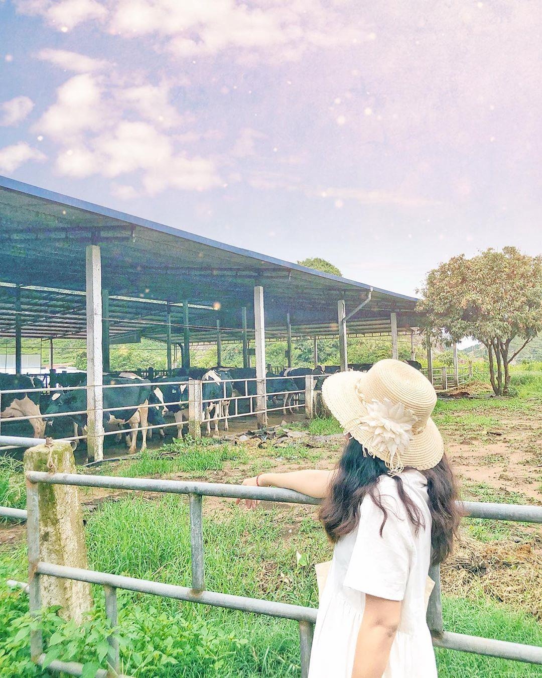 Trang trại bò sữa ở Mộc Châu ảnh 3 Trang trai bo sua o Moc Chau anh 3