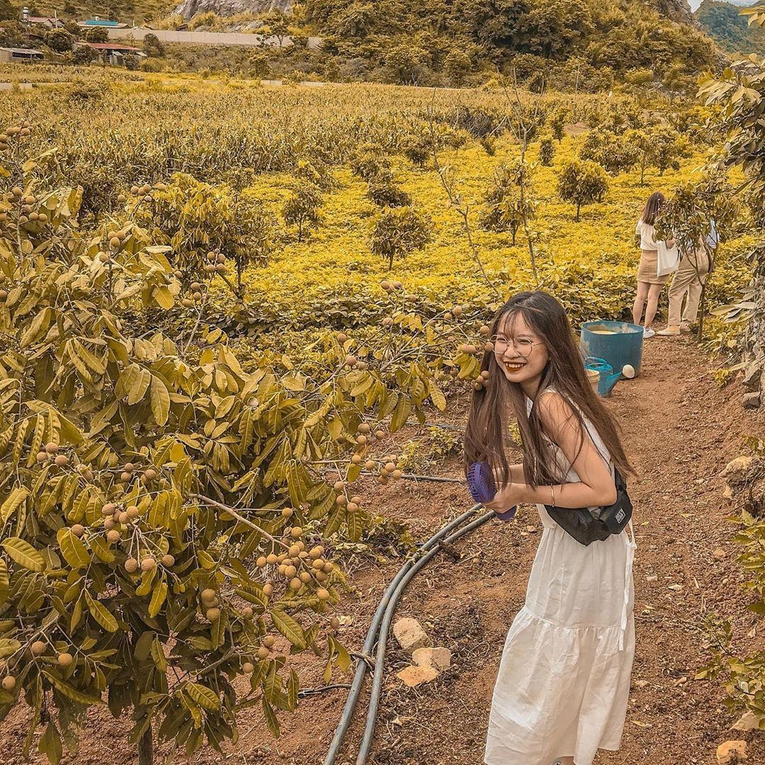 Trang trại bò sữa ở Mộc Châu ảnh 7 Trang trai bo sua o Moc Chau anh 7