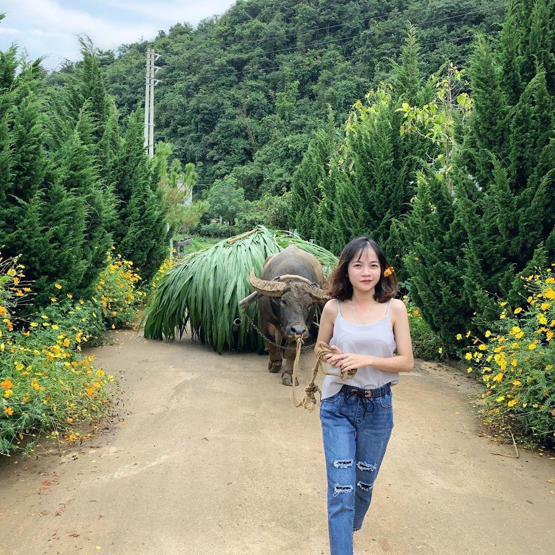 Trang trại bò sữa ở Mộc Châu ảnh 10 Trang trai bo sua o Moc Chau anh 10