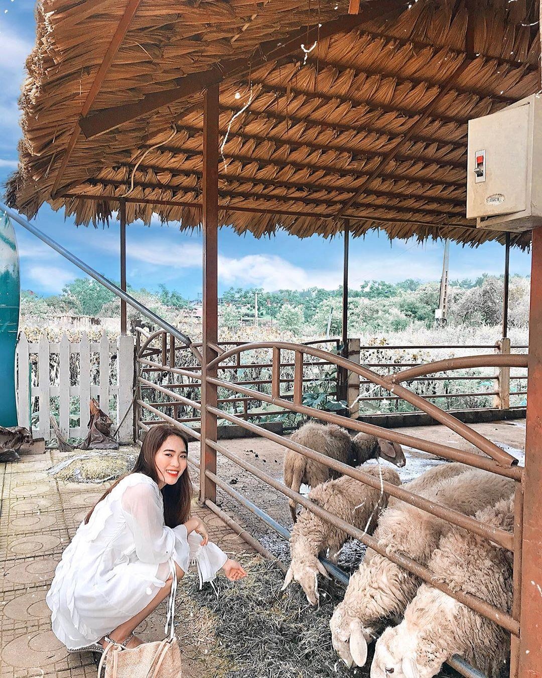 Trang trại bò sữa ở Mộc Châu ảnh 12 Trang trai bo sua o Moc Chau anh 12