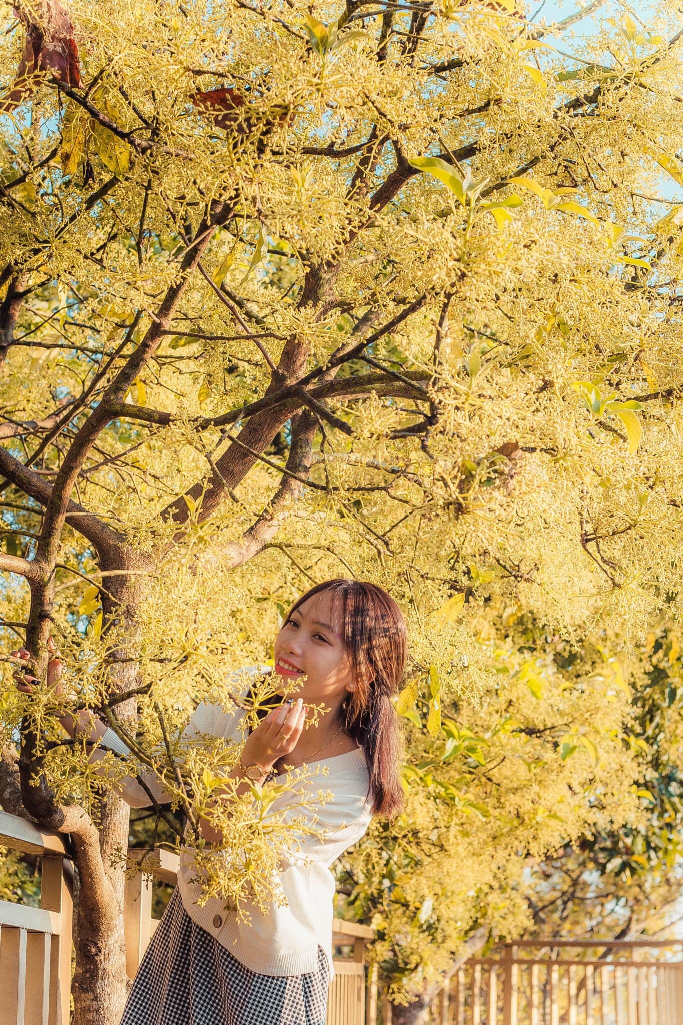 Con duong Han Quoc tuyet dep o Da Lat anh 4