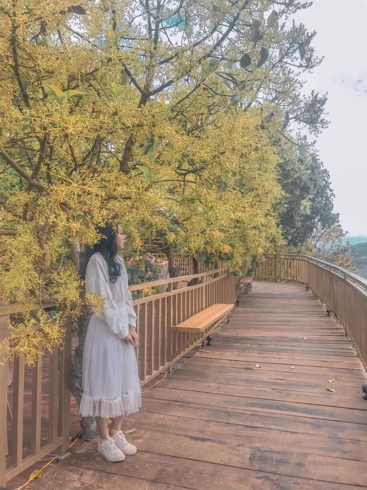 Con duong Han Quoc tuyet dep o Da Lat anh 7