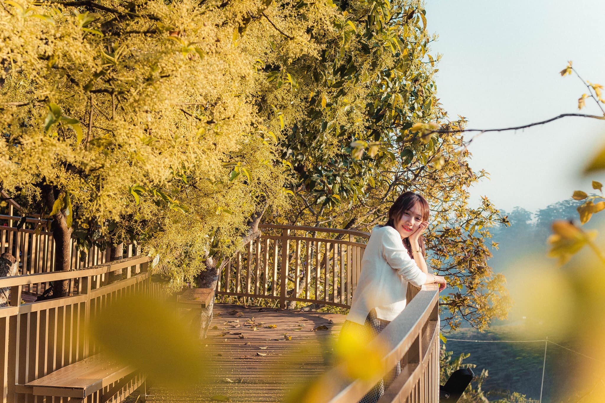 Con duong Han Quoc tuyet dep o Da Lat anh 5