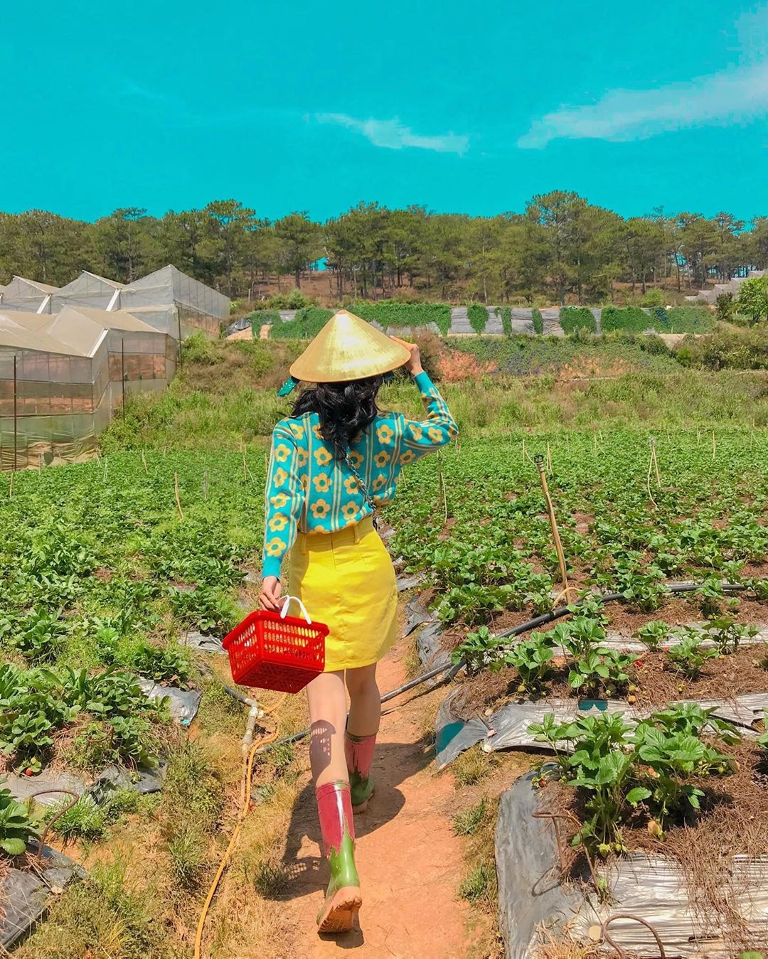 Khu vuon Kem dau cuc hoa mi hut gioi tre o Da Lat anh 6