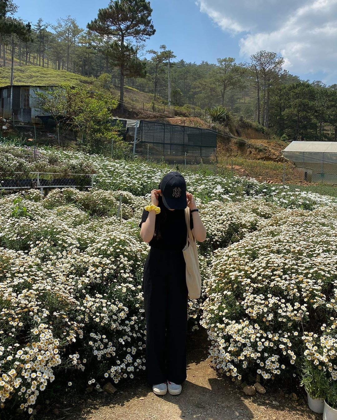 Khu vuon Kem dau cuc hoa mi hut gioi tre o Da Lat anh 2