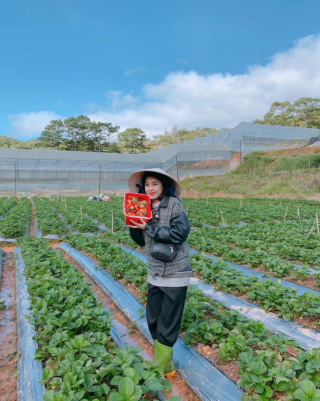 Khu vuon Kem dau cuc hoa mi hut gioi tre o Da Lat anh 4