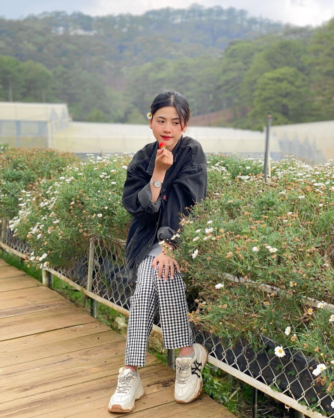 Khu vuon Kem dau cuc hoa mi hut gioi tre o Da Lat anh 1