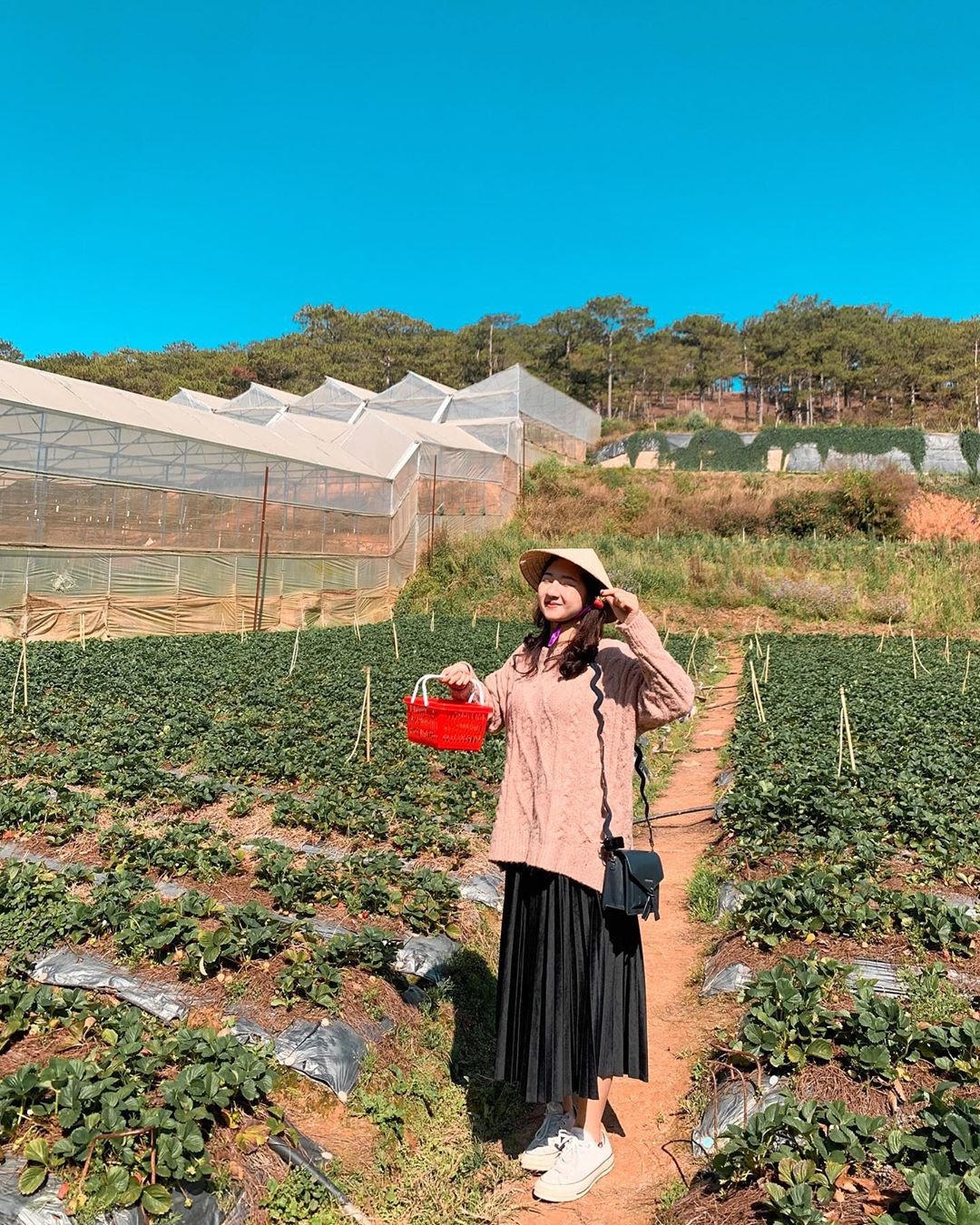 Khu vuon Kem dau cuc hoa mi hut gioi tre o Da Lat anh 3