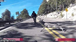 Dam phai dong vat bang qua duong, xe dap lon nhao hinh anh