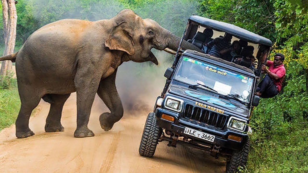 Voi du ruot duoi, tan cong oto cho khach tham quan hinh anh