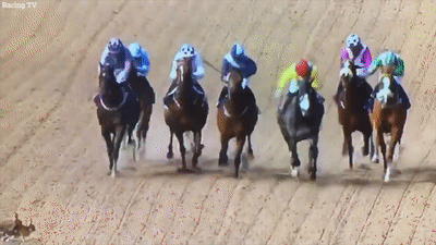 Khoanh khac len song cua 2 chu tho 'tinh tu' trong cuoc thi dua ngua hinh anh