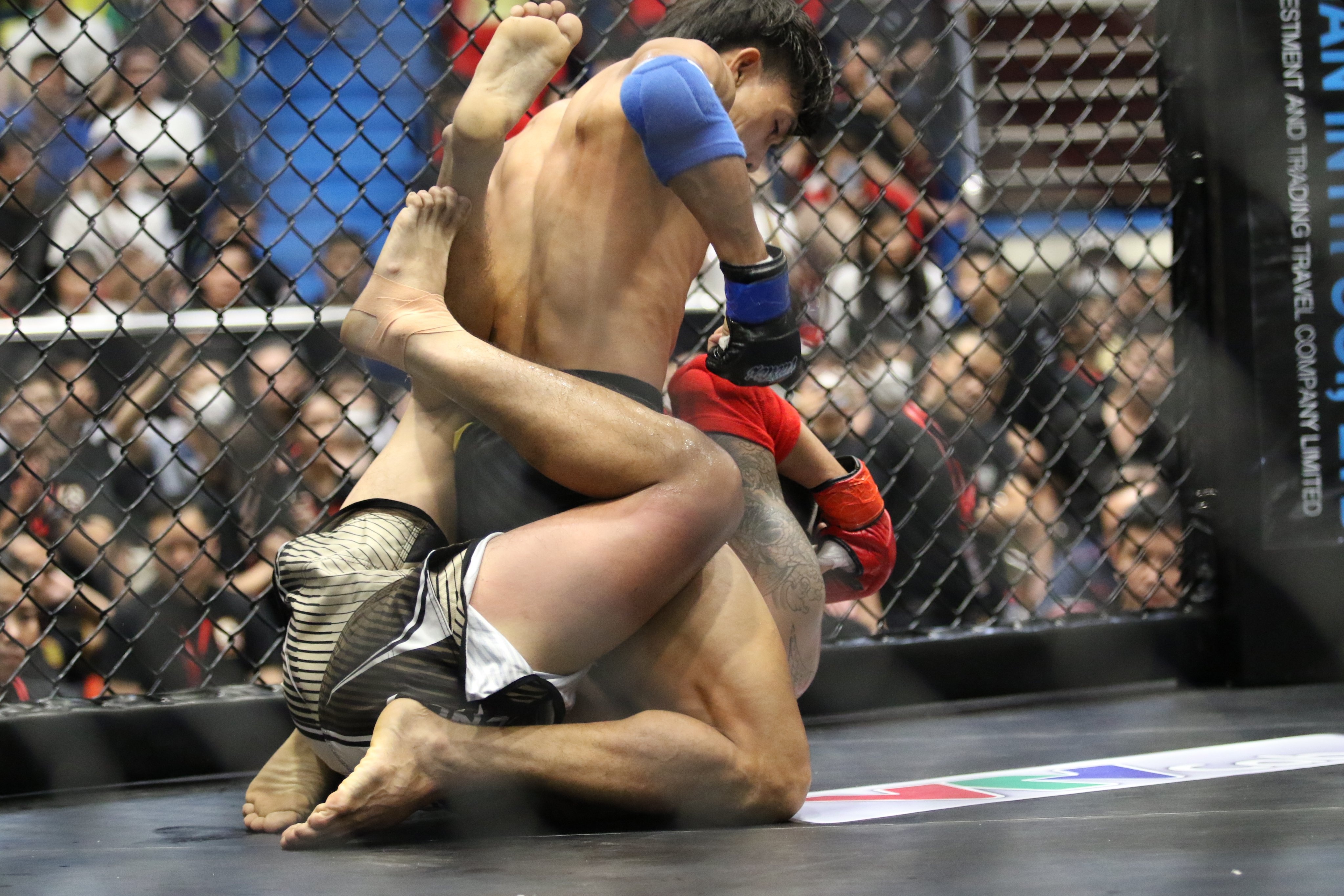 Lion Championship anh 2