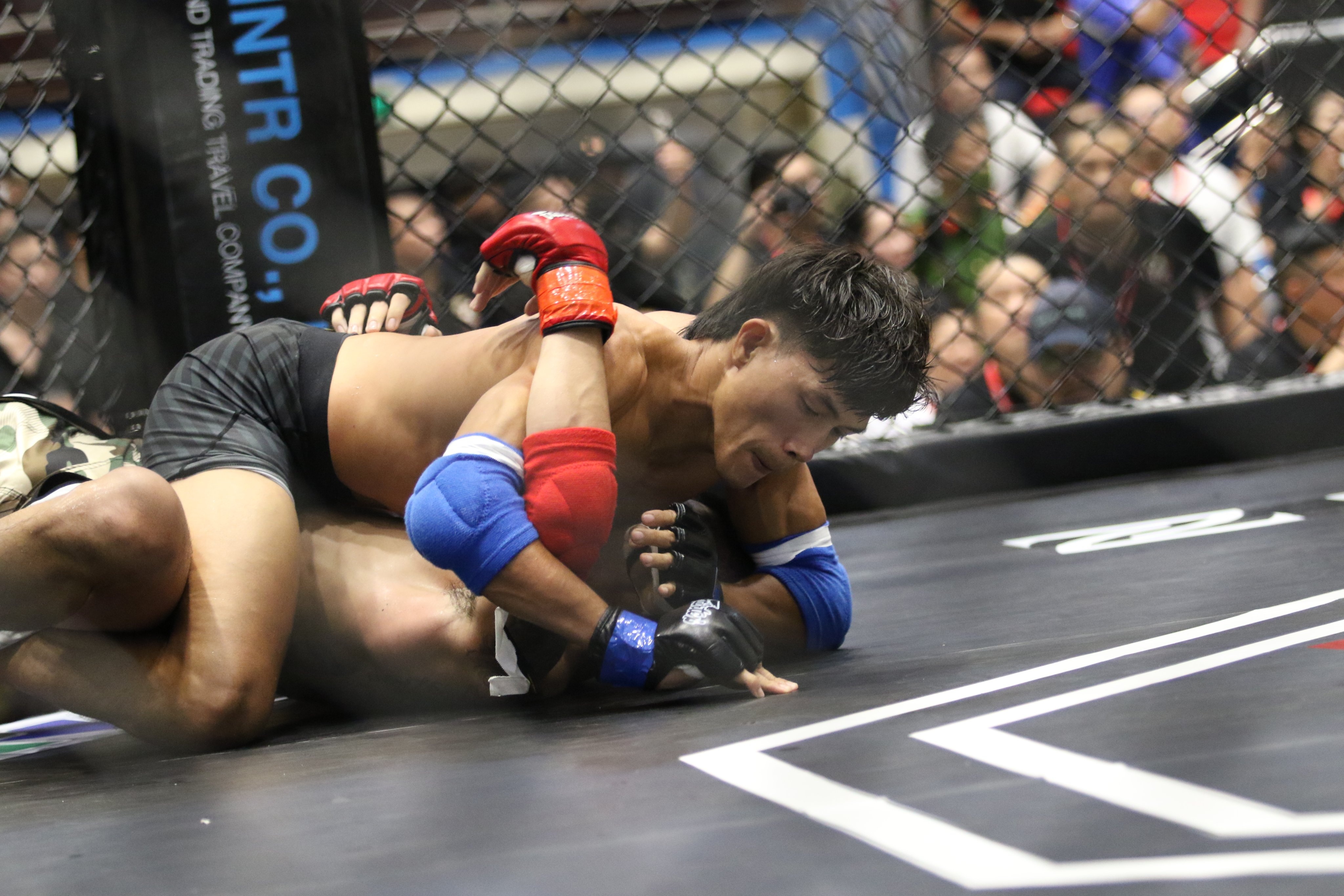 Lion Championship anh 3