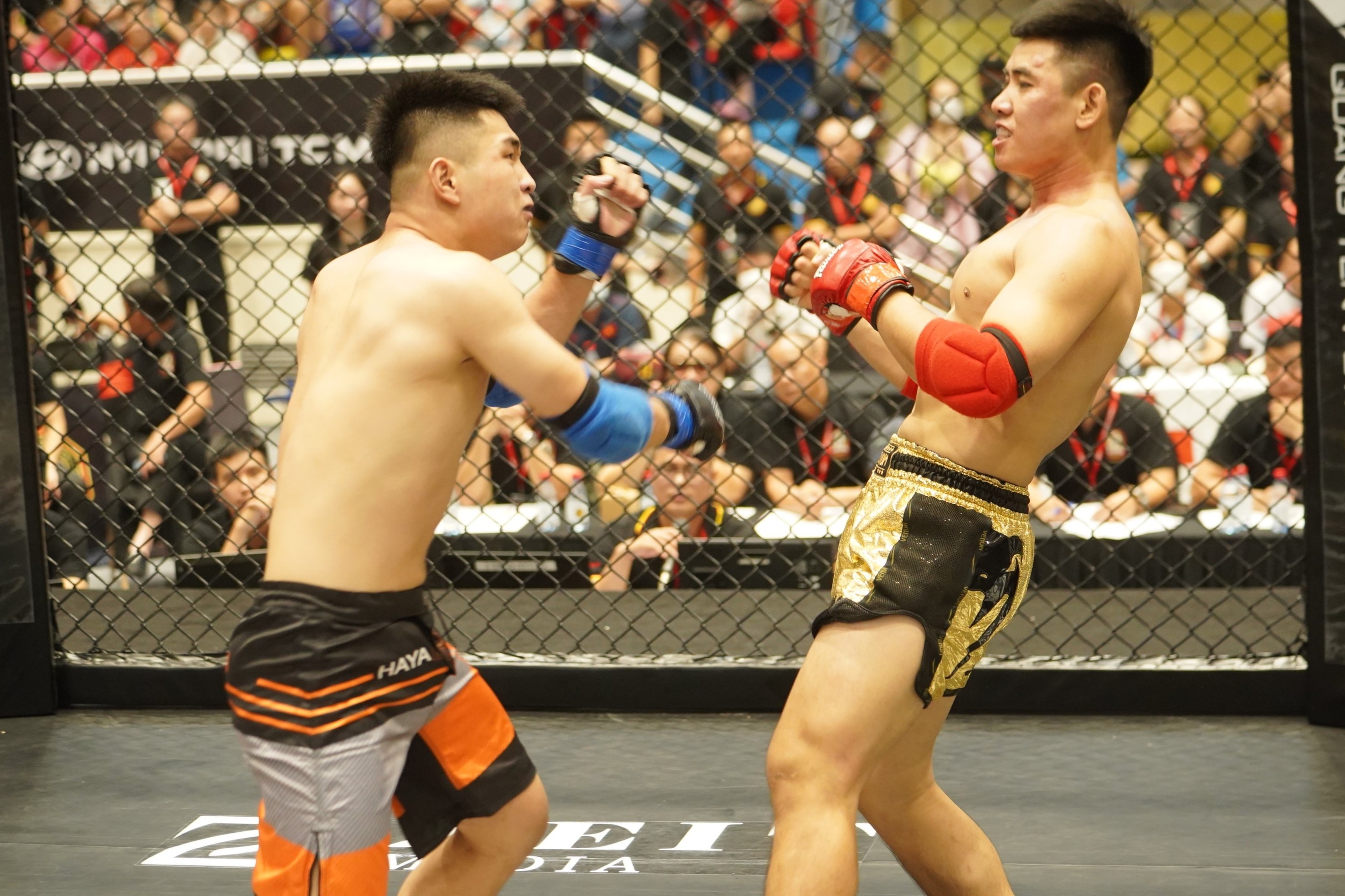 Lion Championship anh 9