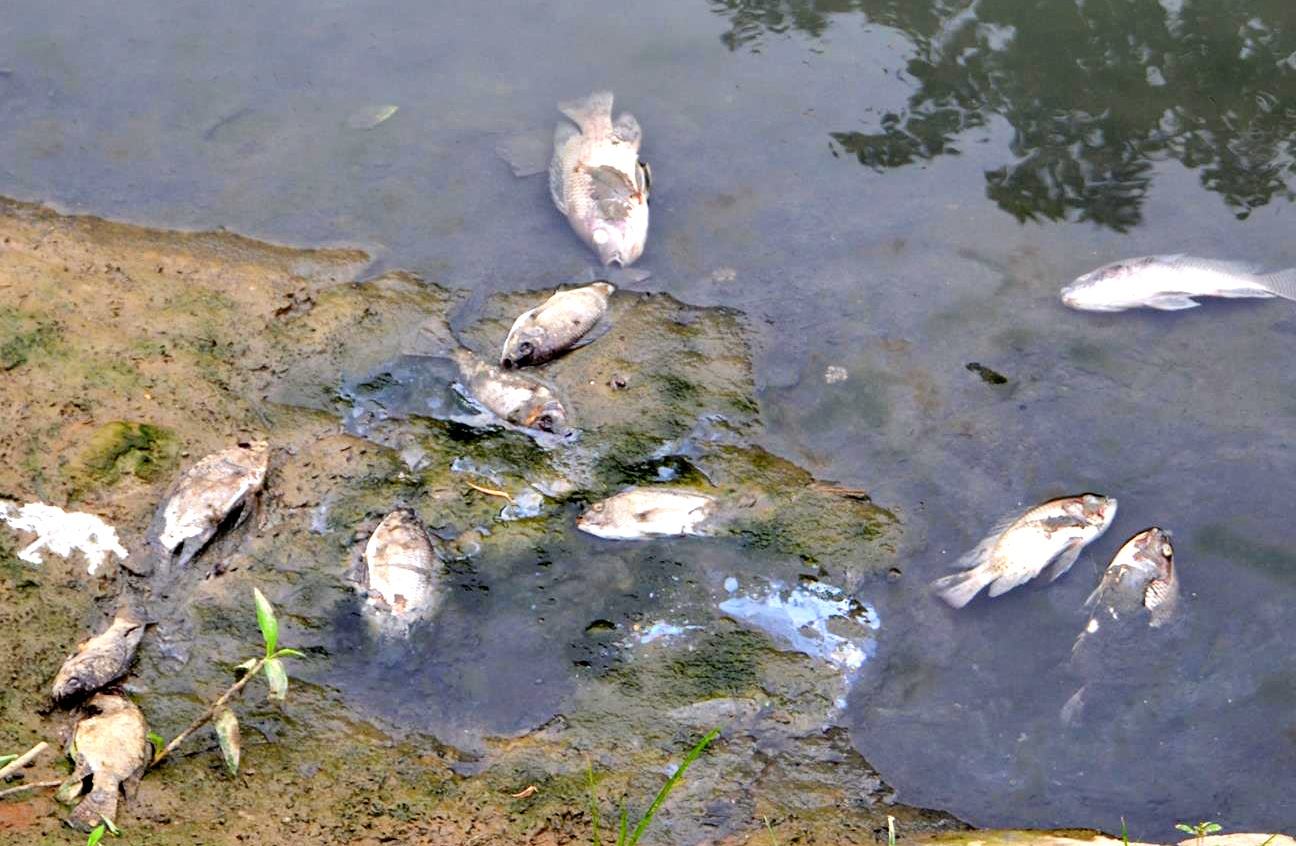 Ca chet hang loat tren kenh o Da Nang hinh anh