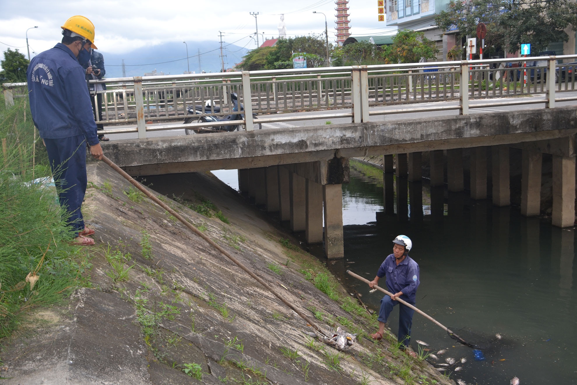 Cá chết hàng loạt trên kênh ảnh 2 Ca chet hang loat tren kenh anh 2