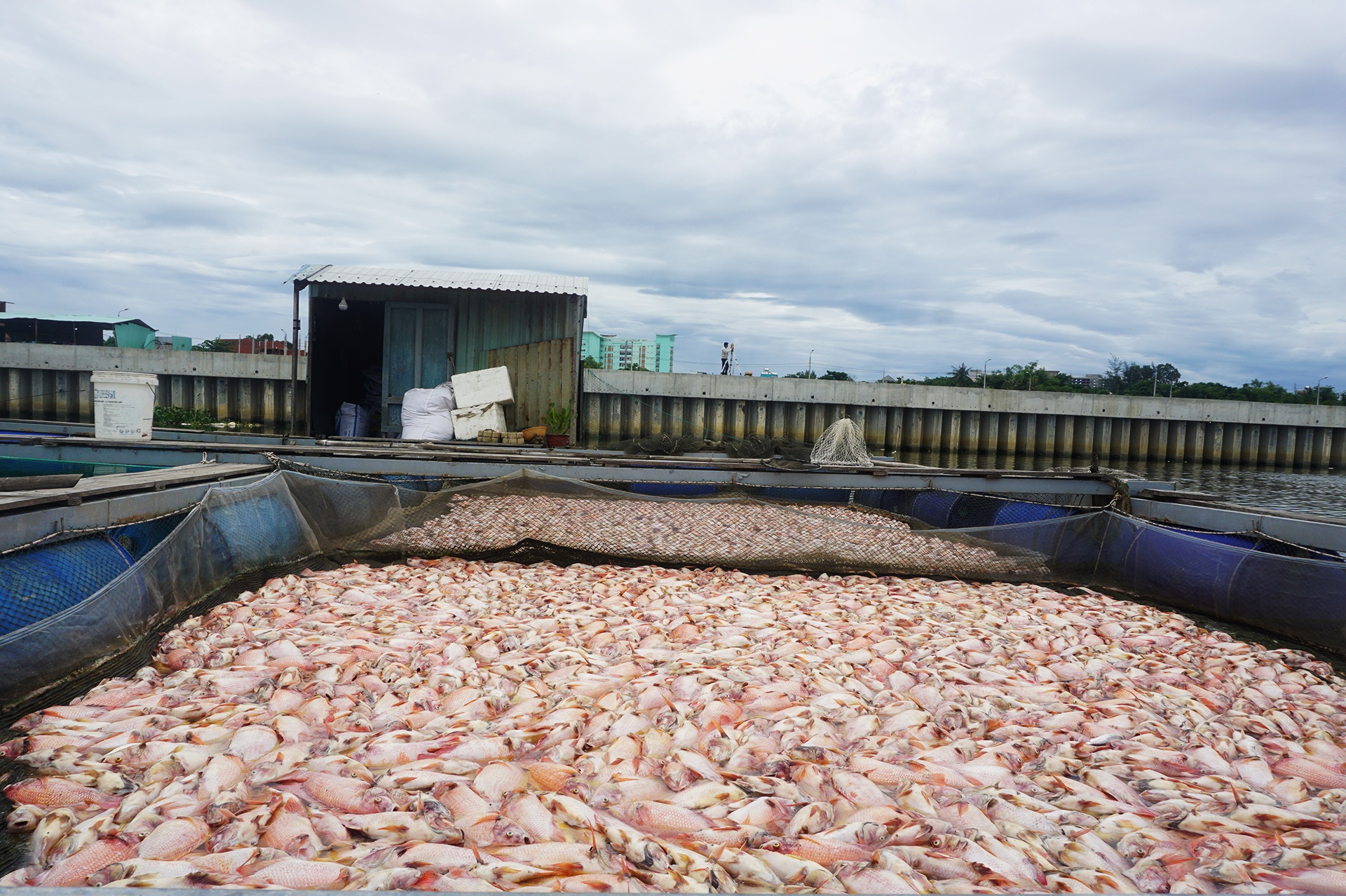Hang chuc tan ca chet noi trang long be, nguoi dan lam canh trang tay hinh anh
