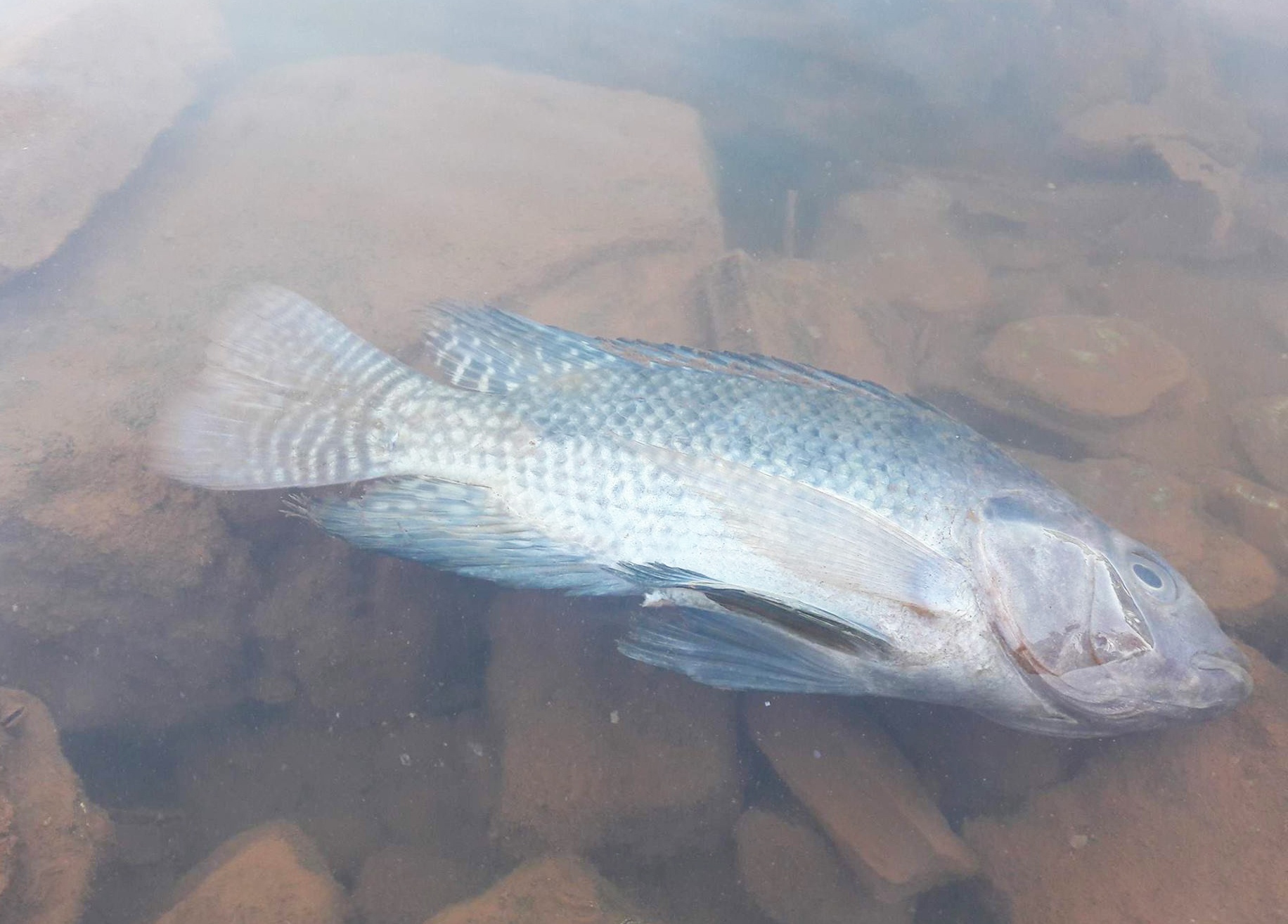 Nước sông ở Đà Nẵng đỏ ngầu ảnh 2 Nuoc song o Da Nang do ngau anh 2