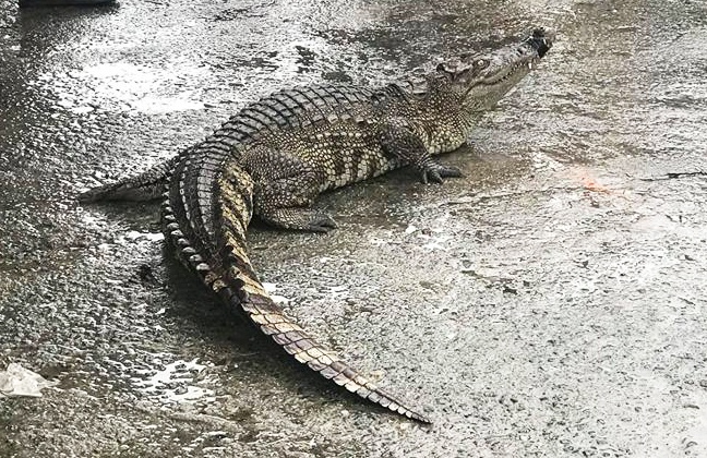 Vac ca sau song dai ca met den cho ban hinh anh