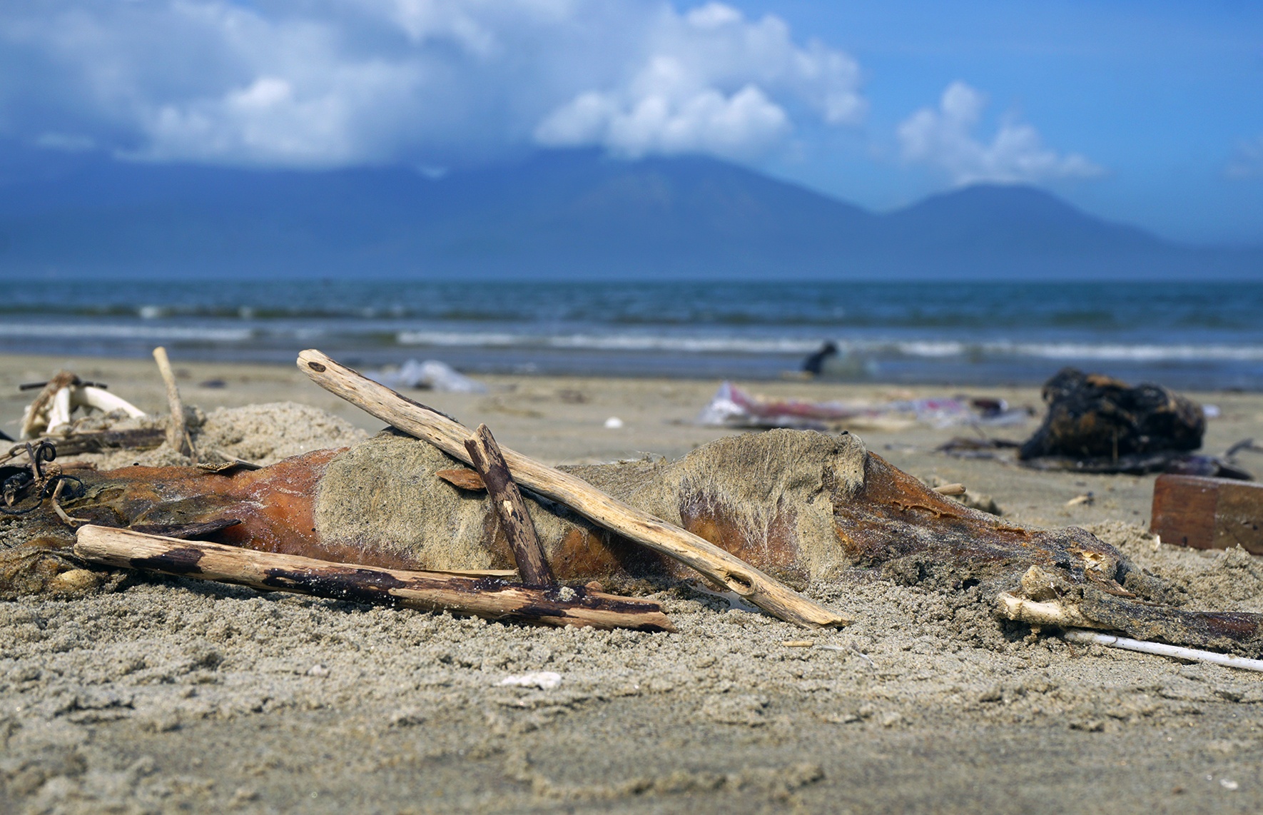 Rác ngập bãi biển đà nẵng ảnh 8 Rac ngap bai bien da nang anh 8