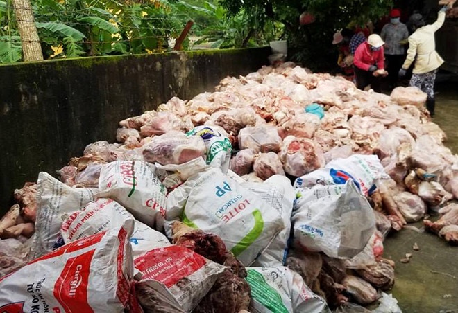 Phạt chủ lô hàng 15 tấn phế phẩm động vật ảnh 1 Phat chu lo hang 15 tan phe pham dong vat anh 1
